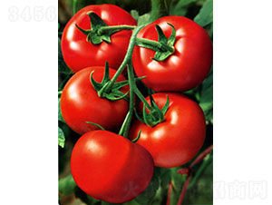 �t�\��RT2008�����ѷN��-�A���r(n��ng)�I(y��)