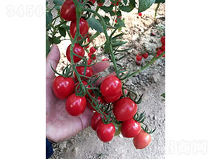 �A�Ѷ�̖��1902�����ѷN��-�A���r(n��ng)�I(y��)