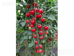 ����1911�����ѷN��-�A���r(n��ng)�I(y��)