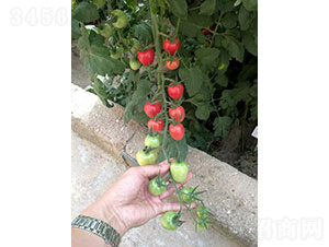 �ۃ�(y��u)��2022�����ѷN��-�A���r(n��ng)�I(y��)