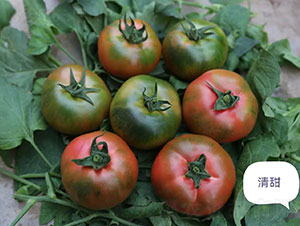 �����ݮ���ѷN��-�A���r(n��ng)�I(y��)