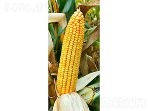 �S��191-���׷N��-�Ǻ����r(n��ng)