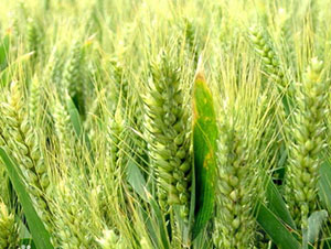 ����5265-С���N��-�Ǻ����r