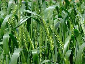 ���r24-С���N��-�Ǻ����r