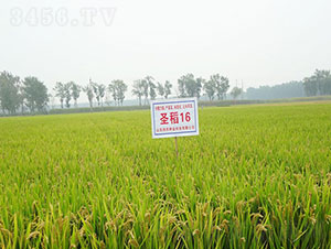 ʥ��16-ˮ���N��-�Ǻ����r(n��ng)