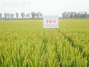 ʥ��18-ˮ���N��-�Ǻ����r