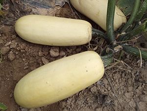 �A�����S-�����J�N��-�A���N��