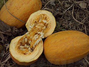 �A�����S-�����J�N��-�A���N��