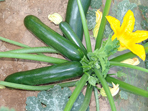 �A��1219-�����J�N��-�A���N��