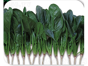 ����ؐ����-���˷N��-�V��