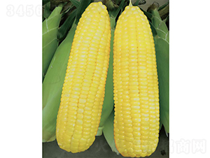 �V����11̖����-���׷N��-�V��