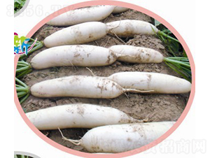 Ӣ���s���}��-�}���N��-�V��