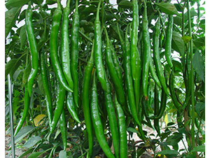 ����ָ-�����N��-�A���N��