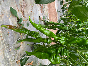 �A��109-�����N��-�A���N��