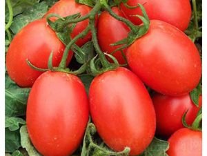 �A��1216-�ӹ����ѷN��-�A���N��