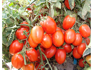 �A��1701-�ӹ����ѷN��-�A���N��