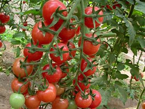 �ی���-���ҷ��ѷN��-�A���N��