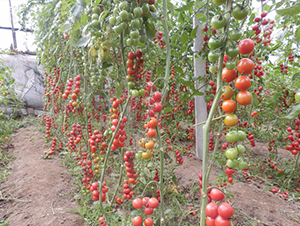 �tСѾ-���ҷ��ѷN��-�A���N��