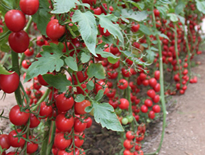 �۶��-���ҷ��ѷN��-�A���N��