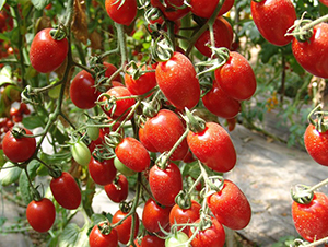 �t��-���ҷ��ѷN��-�A���N��