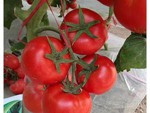 CNUS1705-�������L���ѷN��-�A���N��