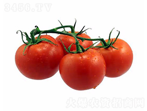 CNUS1703-�������L���ѷN��-�A���N��