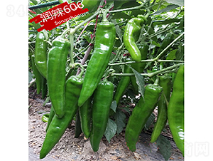 ����606-�����N��-�K���N�I(y��)