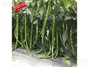 �K��1901-�����N��-�K���N�I(y��)