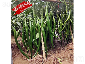 �K��19̖-�����N��-�K���N�I(y��)