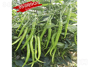 �K��905-�����N��-�K���N�I(y��)