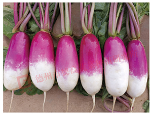 һ�c(di��n)�t�}��-RS60-�}���N��-�¸߷N�I(y��)