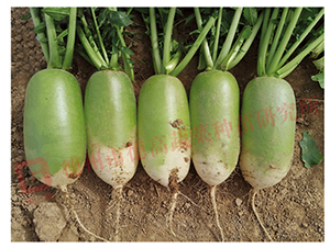 �S�GƤ�}��-�¸߄ٌ��}-�}���N��-�¸߷N�I(y��)