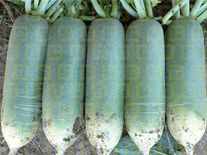 ���}��-�¸�R18-�}���N��-�¸߷N�I(y��)