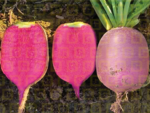 ��Ƥˮ���}��-�¸�R203-�}���N��-�¸߷N�I(y��)