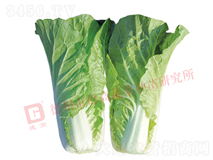 �~ɫ�Gɫ���-�¸��P�(y��ng)-��˷N��-�¸߷N�I(y��)