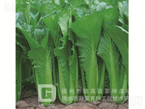 �G�Ϳ��-����7̖(h��o)-��˷N��-�¸߷N�I(y��)