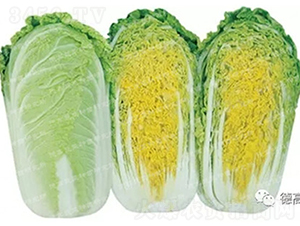 �¸���6���޲�-���޲˷N��-�¸߷N�I(y��)