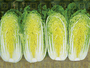 �¸ߵ��ጚ2̖(h��o)-���޲˷N��-�¸߷N�I(y��)