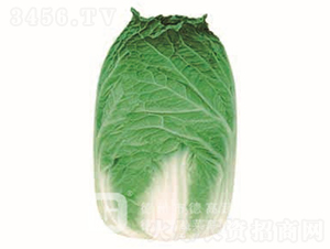 �ڏ��Ͱײ�-�ٺ�-��ײ˷N��-�¸߷N�I(y��)