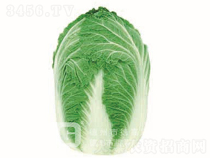 �ڏ��Ͱײ�-�ل�-��ײ˷N��-�¸߷N�I(y��)