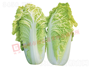 ��z��-�¸�1443-��ײ˷N��-�¸߷N�I(y��)