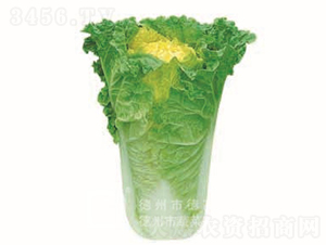 �S�İײ�-��ʰ�-��ײ˷N��-�¸߷N�I(y��)