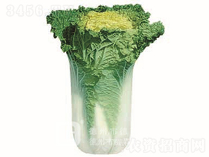 �S�İײ�-�S��58-��ײ˷N��-�¸߷N�I(y��)