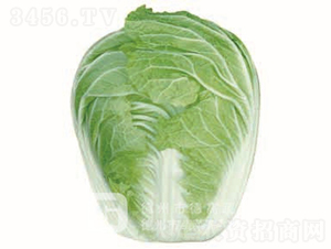 �ļ��͟�ײ�-�İ�1̖-��ײ˷N��-�¸߷N�I(y��)