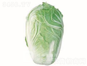 �ļ��͟�ײ�-�¸�45-��ײ˷N��-�¸߷N�I(y��)