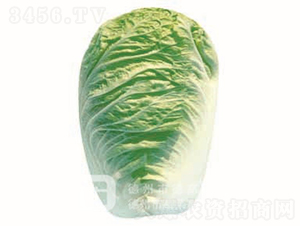 �ļ��͟�ײ�-���01-��ײ˷N��-�¸߷N�I(y��)