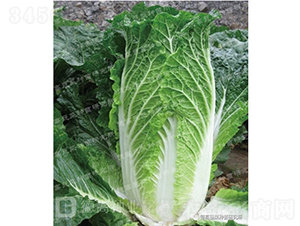 �����ͳ�޷�ײ�-��140-��ײ˷N��-�¸߷N�I(y��)