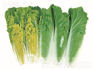 �F���t�ײ�-����1̖-��ײ˷N��-�¸߷N�I(y��)