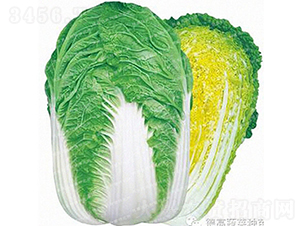 �����ͳ�޷�ײ�-�r(n��ng)��27-��ײ˷N��-�¸߷N�I(y��)