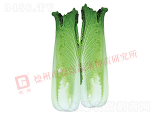 ��ѿ�B��-�B��18-��ײ˷N��-�¸߷N�I(y��)